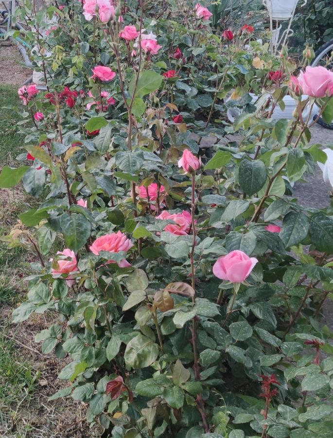 La Casa Delle Rose 1 * Giba