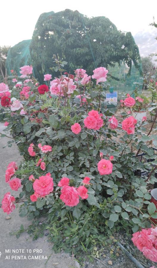 Holiday home La Casa Delle Rose 1 *